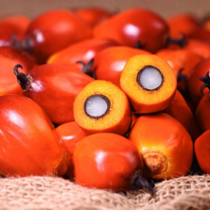 komoditas kelapa-sawit